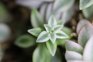 Obiektyw Canon EF-S 35mm f/2.8 Macro IS STM