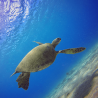 Zestaw 3 filtrów PolarPro Aqua do GoPro Hero 5 / Hero 6 Super Suit
