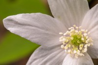Obiektyw Venus Optics Laowa CA-Dreamer 100 mm f/2,8 Macro 2:1 do Sony E
