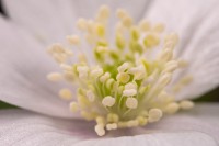 Obiektyw Venus Optics Laowa CA-Dreamer 100 mm f/2,8 Macro 2:1 do Sony E