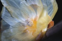 Obiektyw Venus Optics Laowa CA-Dreamer 100 mm f/2,8 Macro 2:1 do Sony E