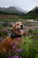 Aparat cyfrowy Nikon Z5 + Nikkor Z 24-70 mm F4 S