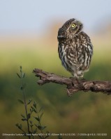  Aparat cyfrowy Sony A6700 + obiektyw 18-135mm - ILCE-6700M